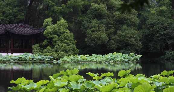 杭州西湖中式园林初夏细雨荷叶曲院风荷