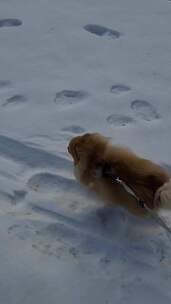 动物 海滩 鸟 犬 寒冷