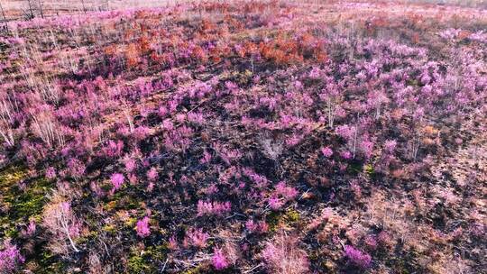 内蒙古达尔滨湖火山岩杜鹃花绽放