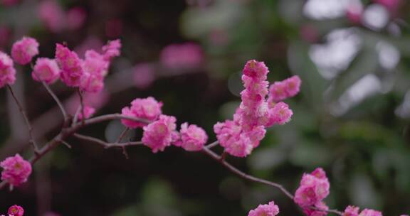 盛开的梅花花朵生机勃勃