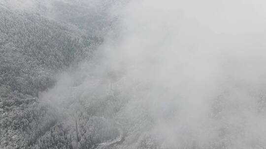 穿过云雾航拍雪山森林