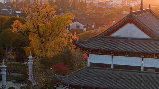 浙江嘉兴梅花洲石佛寺千年银杏航拍