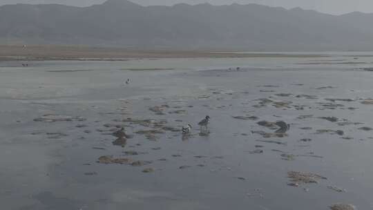 青海青海湖湖面飞鸟航拍视频