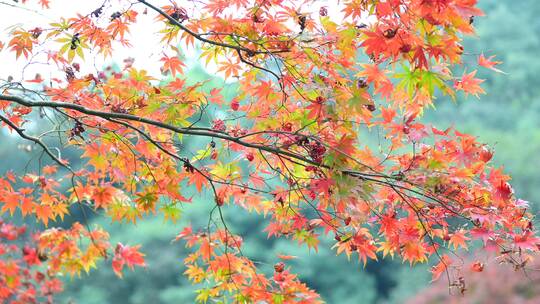 杭州九溪烟树秋季红叶流水