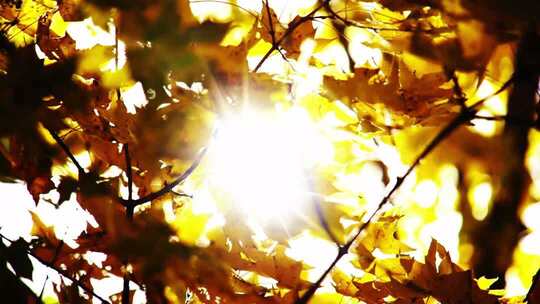 阳光穿透枫树叶
