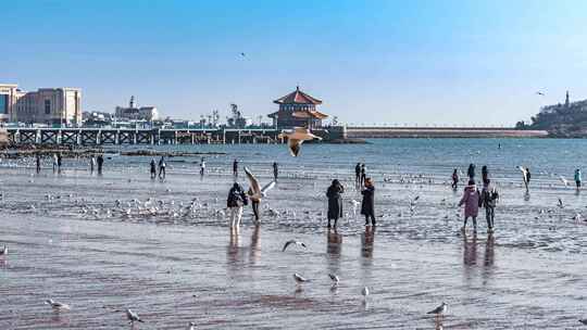 青岛栈桥海鸥