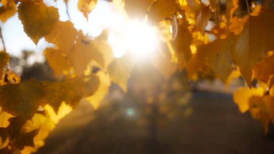 秋天阳光照射下的黄叶