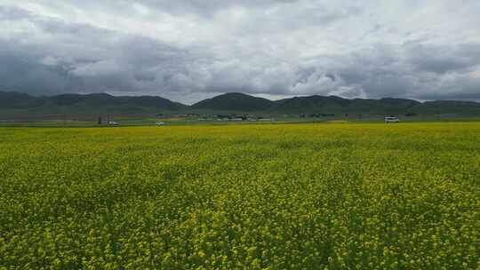 青海湖油菜花