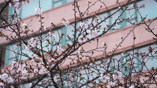 城市街头春天花季盛开的樱花