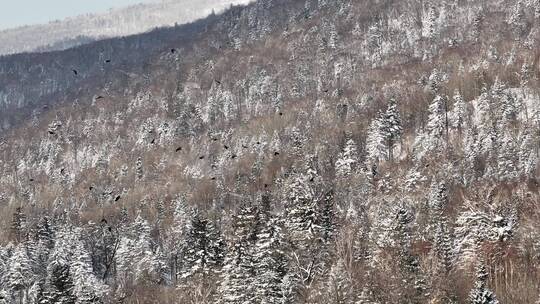 中国雪乡亚雪公路