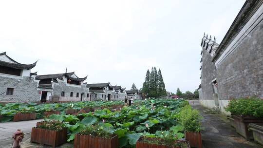 鸟瞰古建筑 荷花 荷塘