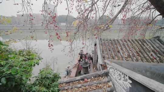 唯美意境岭南特色古建筑旁盛开的百年木棉花