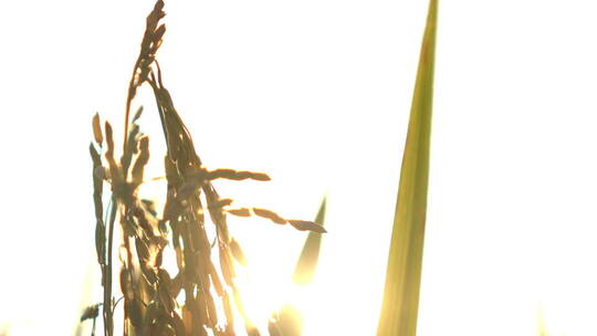 阳光下的水稻特写农业农作物