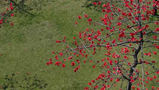 草地旁盛开的木棉树
