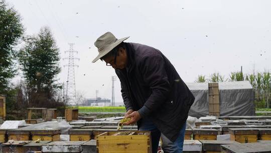 养蜂人在养蜂场忙碌饲养蜜蜂