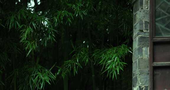 （慢镜）下雨天千年古镇乌镇翠绿的竹子
