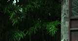 （慢镜）下雨天千年古镇乌镇翠绿的竹子高清在线视频素材下载