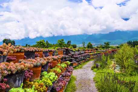 户外多肉植物景观与山川美景