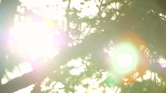 阳光透过树叶照耀镜头