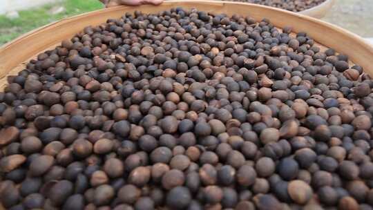 慢镜头实拍古法榨油茶油茶籽加工