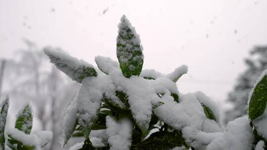 雪花飘落在植物上