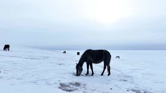 蒙古马雪原觅食 呼伦贝尔大雪原
