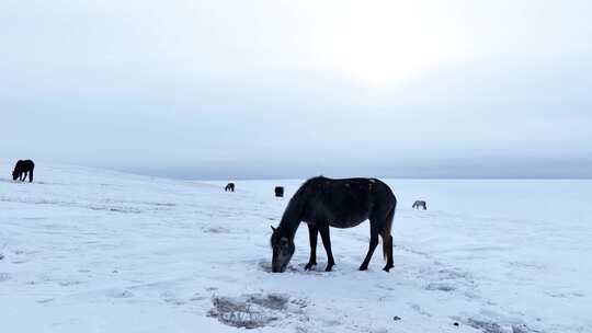 蒙古马雪原觅食 呼伦贝尔大雪原视频素材模板下载