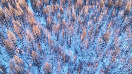 鸟瞰夕阳照耀的雪原红柳林