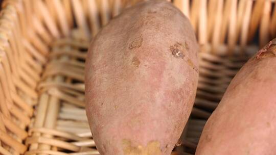 长黑斑发芽的红薯白薯