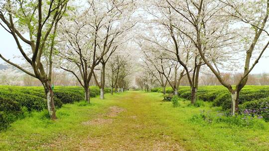 茶园里的樱花树