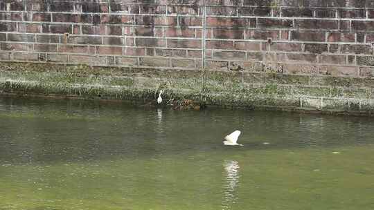 春天在河道沟渠水中觅食的白鹭实拍