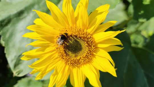 蜜蜂在花朵上飞翔采蜜的特写镜头