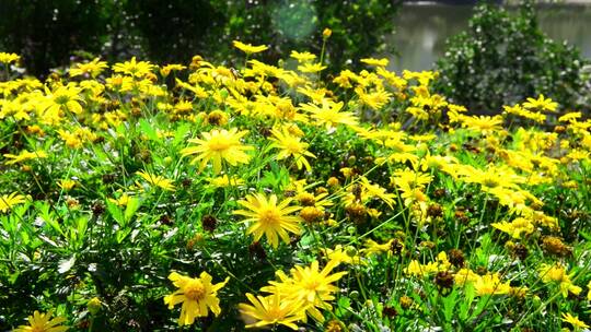 农村秋天美丽的菊花花海花卉雏菊综合