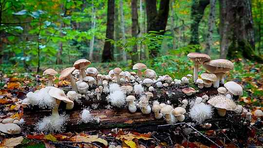 森林中木头上生长的蘑菇