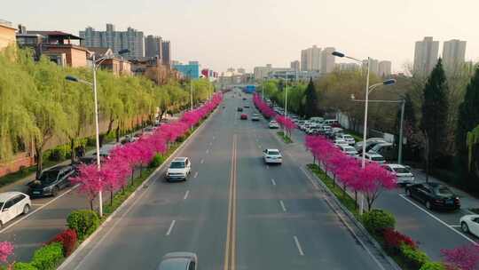 西安高新马路春天樱花盛开