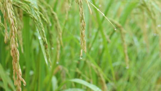 成熟的稻穗水稻特写雨露水珠田野