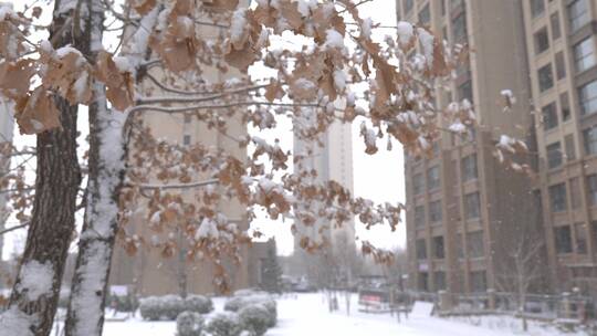 冬天雪景唯美下雪