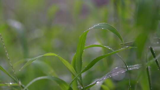 雨滴，叶子，下雨天雨景