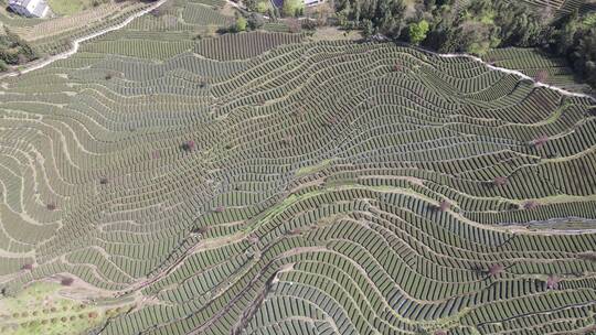 茶叶茶绿茶采茶茶山春茶茶园4K实拍