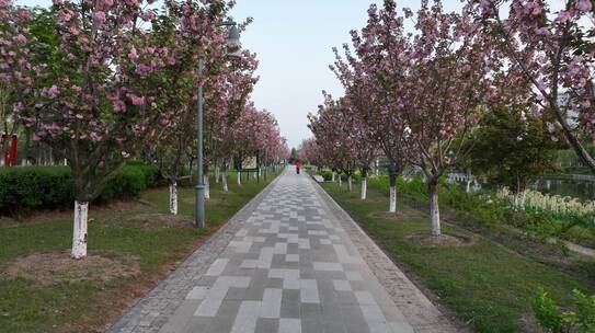 桃花盛开的河边走廊