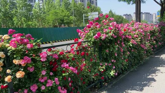 济南花园东路路边蔷薇花、月季花正盛开