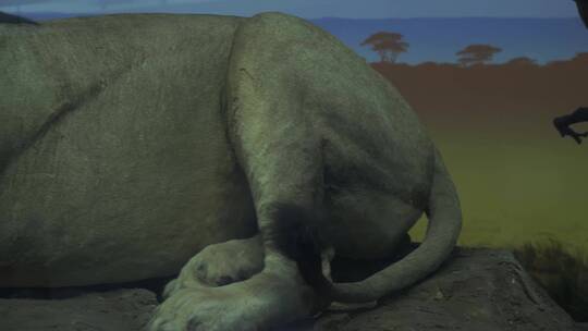 狮子捕猎进食非洲大草原标本视频素材模板下载
