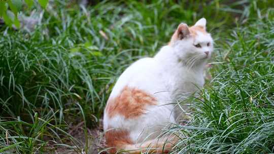 草丛公园里的流浪猫野猫流浪动物