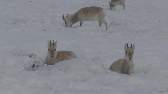 冬天雪地里来了野生黄羊