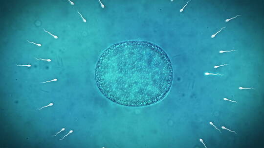 精子卵子受精卵排卵人类胚胎性生殖怀孕医学