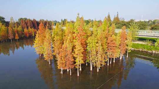 成都白鹭湾湿地公园秋季水杉红叶野鸭航拍