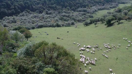 高山草原羊群
