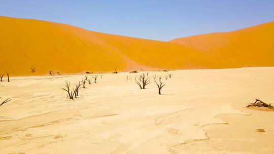 纳米比亚沙漠沙丘和枯树