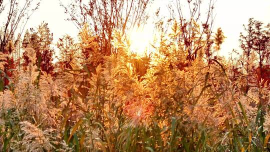 航拍夕阳落日芦苇荡红杉树林湖边视频素材模板下载