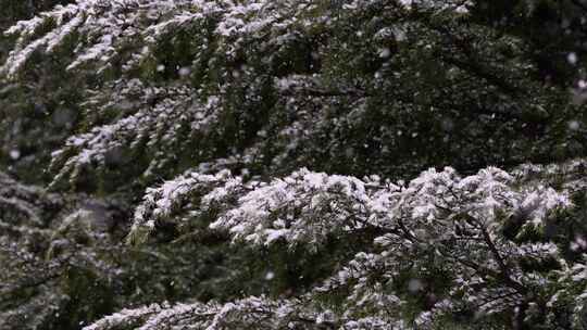 寒冷冬季公园松树雪花大雪空境升格